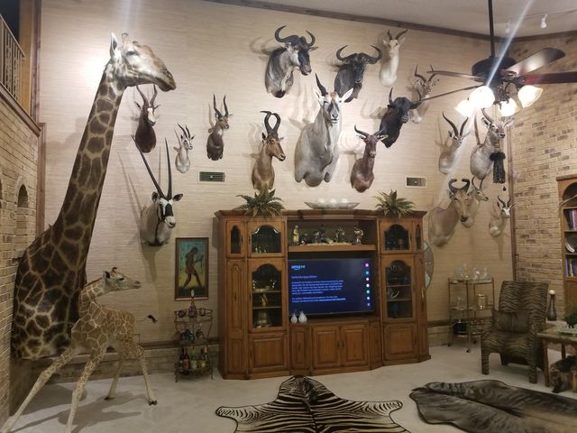 safari studios san angelo texas